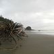 Roots of La Push