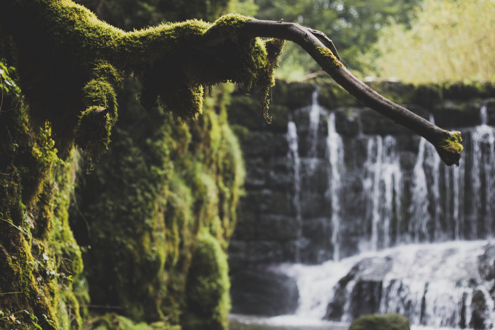 roots&water