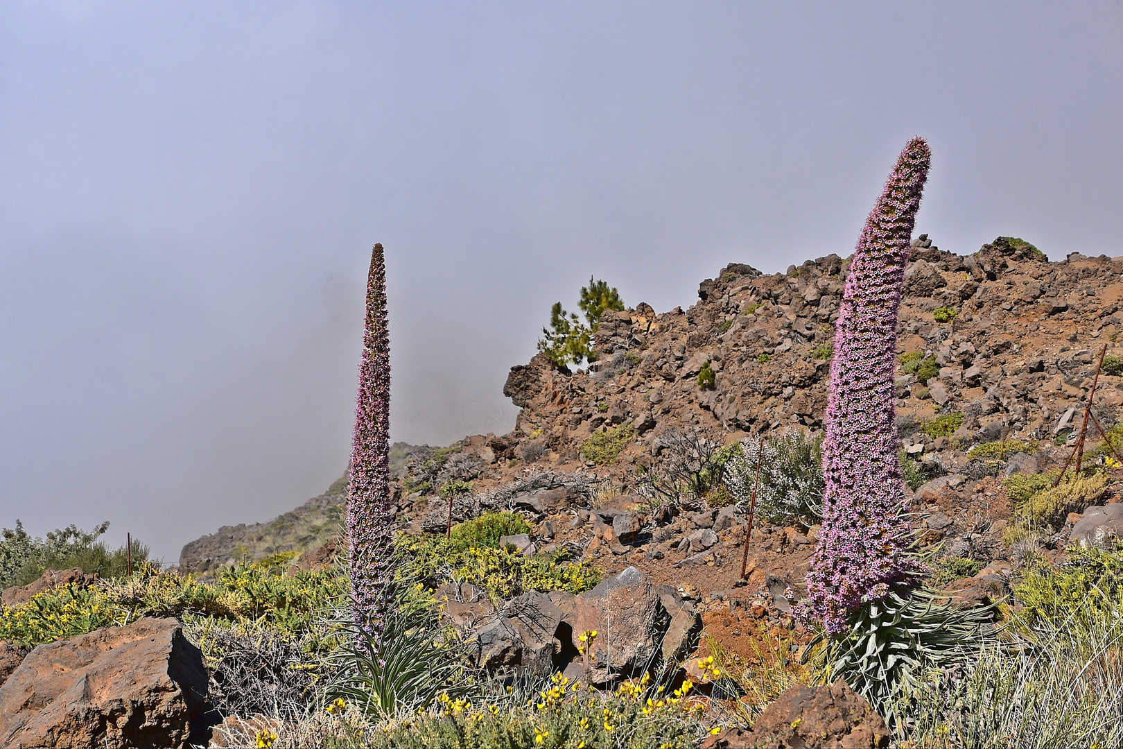 Roque de los Muchachos / La Palma