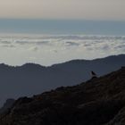 Roque Nublo