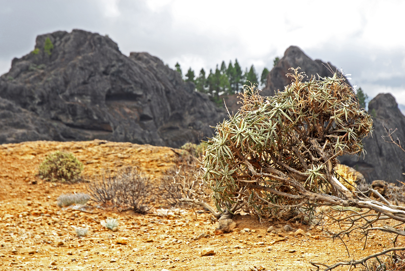 Roque Nublo: Die Vegetation