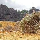 Roque Nublo: Die Vegetation