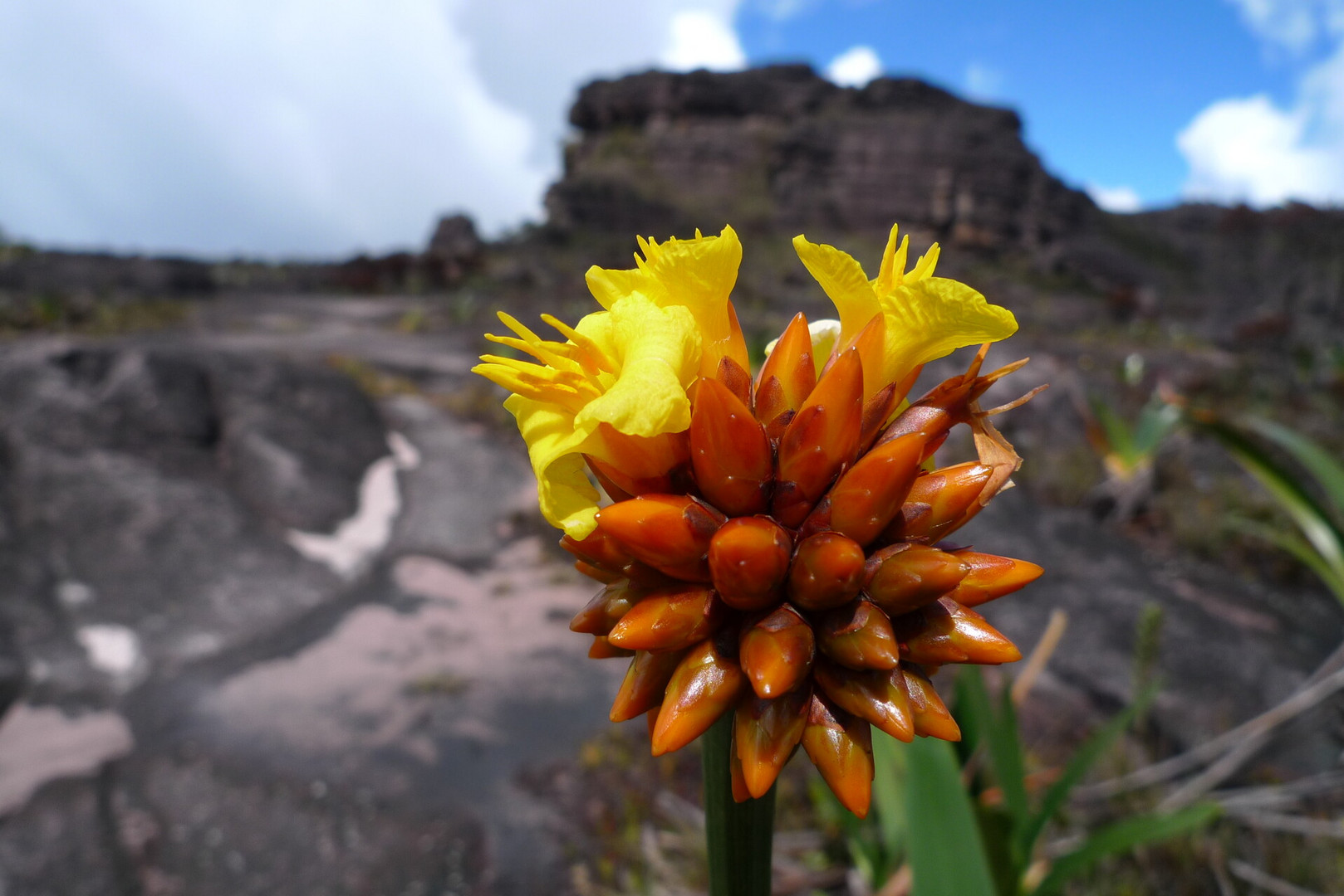 Roraima Plants Foto & Bild | south america, venezuela, natur Bilder auf