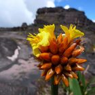 Roraima Plants