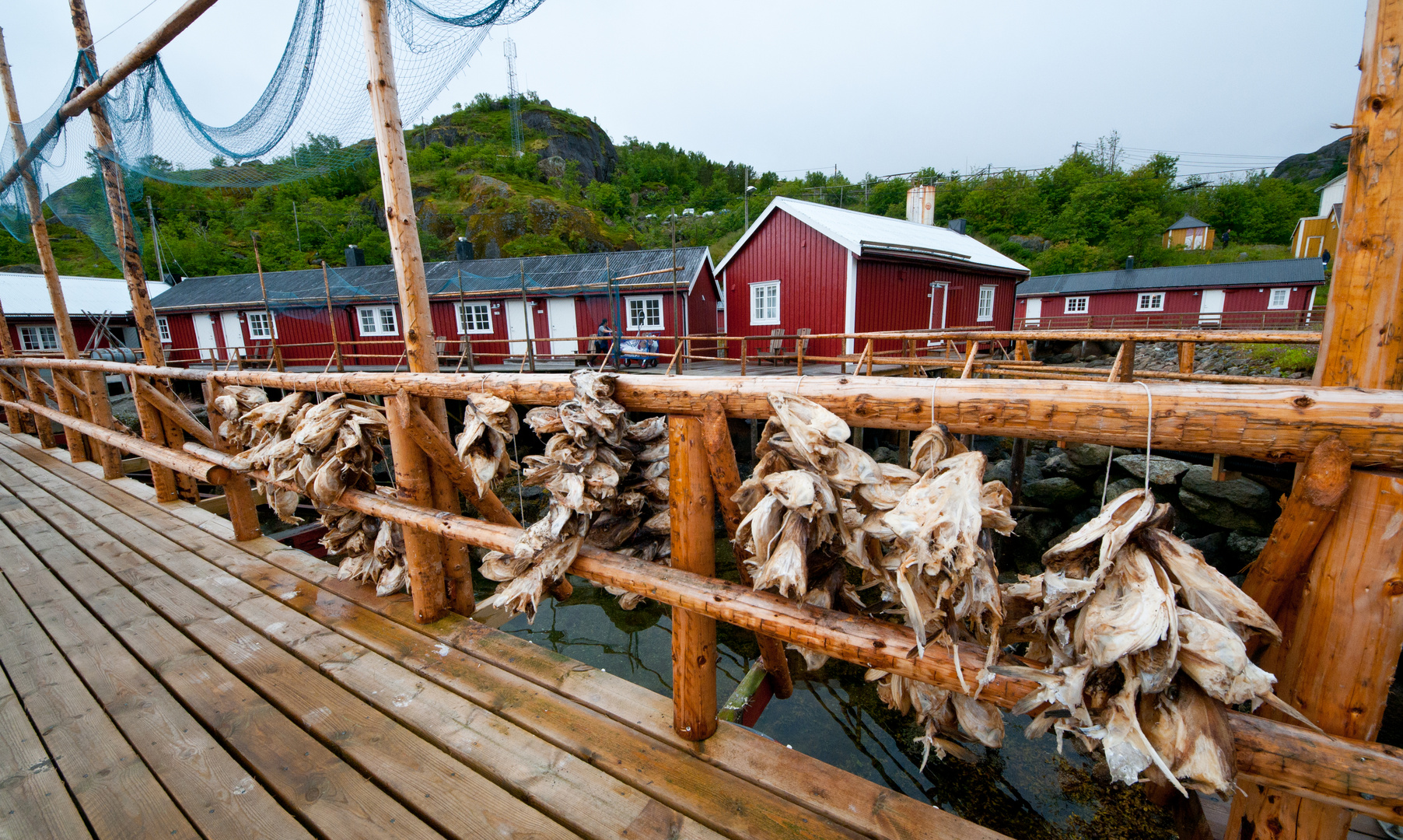 Rorbu . Pêche à la morue. Lofoten, NORWAY.