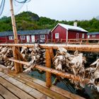 Rorbu . Pêche à la morue. Lofoten, NORWAY.