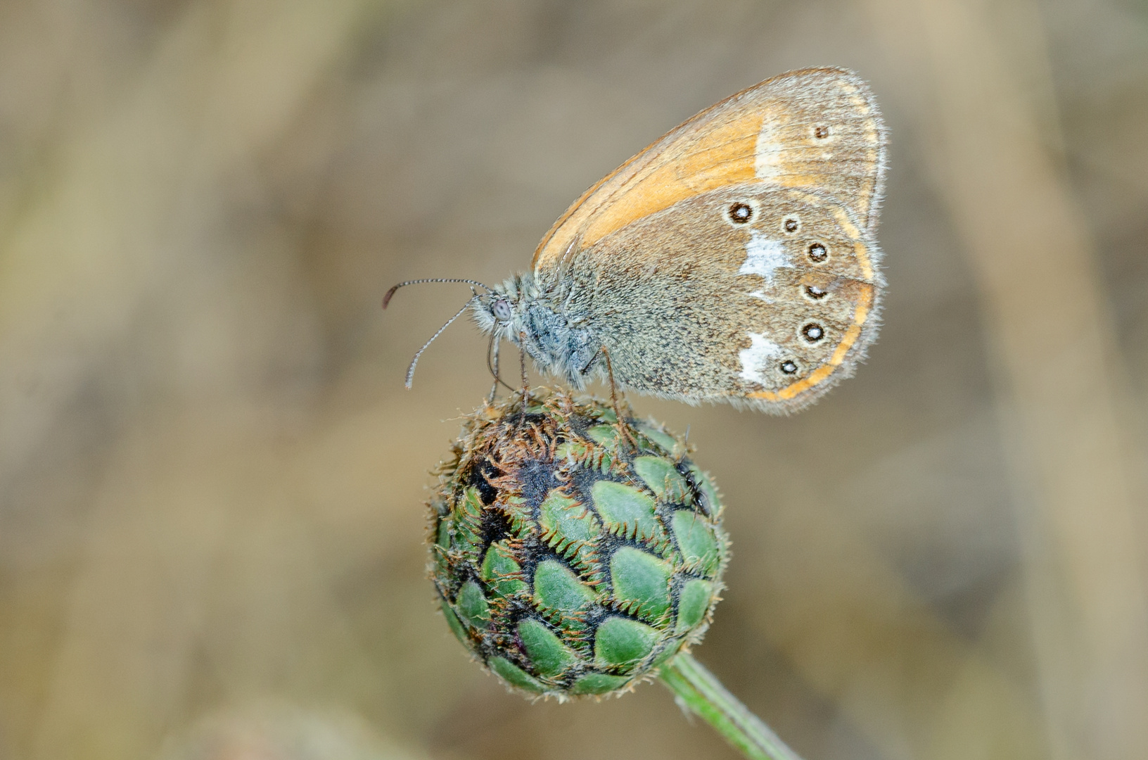 RoRotbraunes Wiesenvögelchen (Coenonympha glycerion)