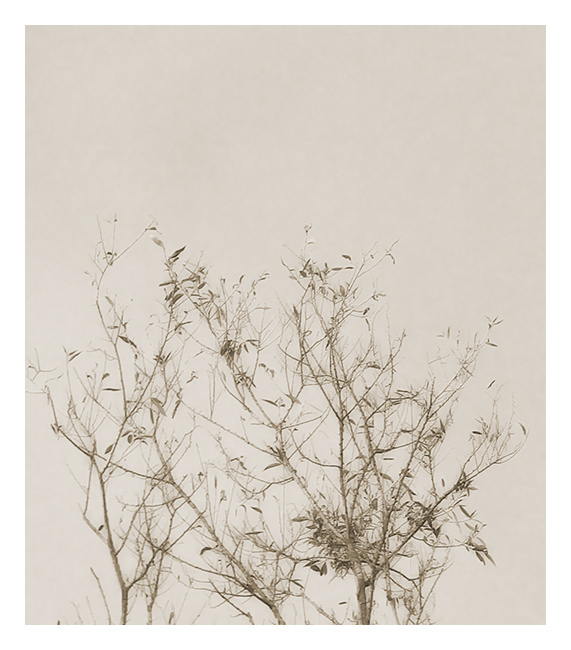 Rorschachbaum / Blattvögel