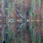 Rorschachs treeline