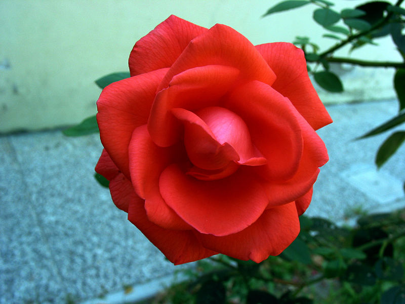 rosa - 1