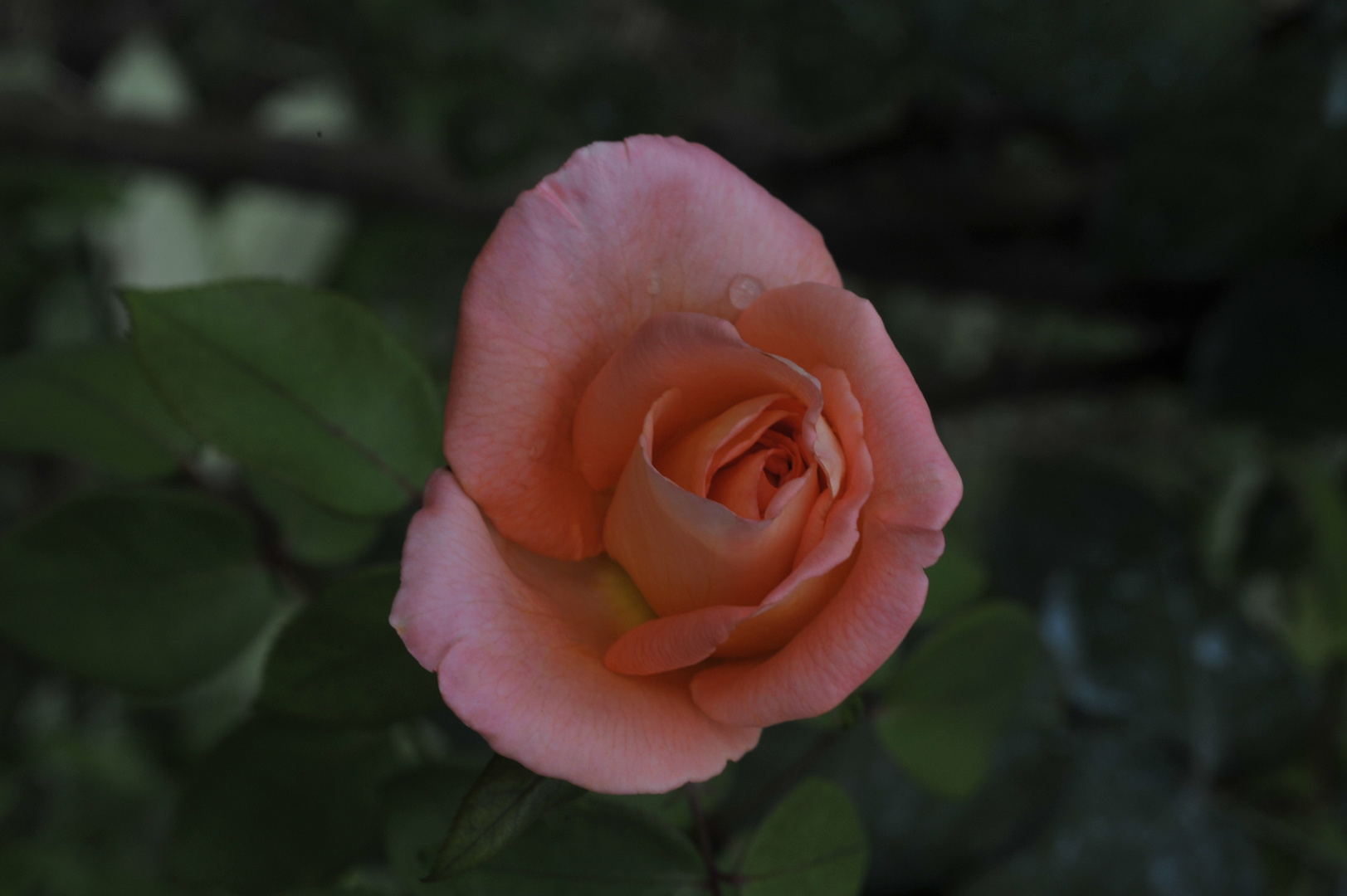 rosa