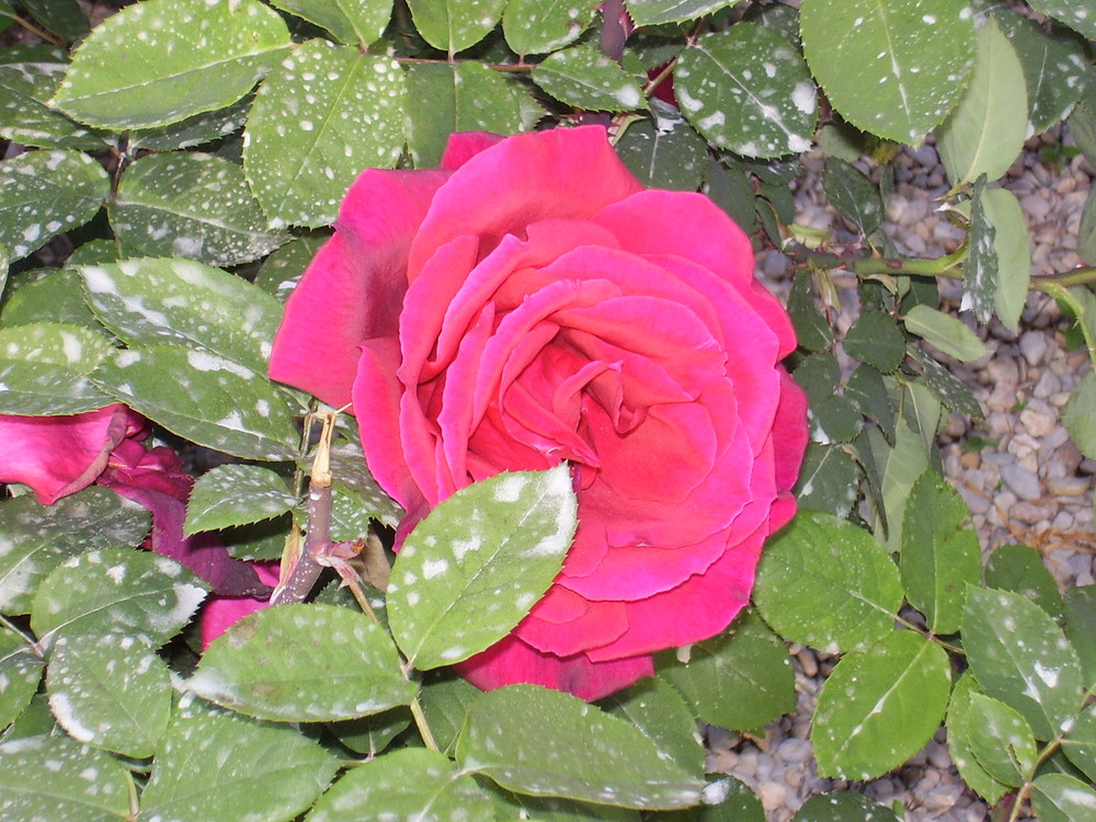 Rosa.