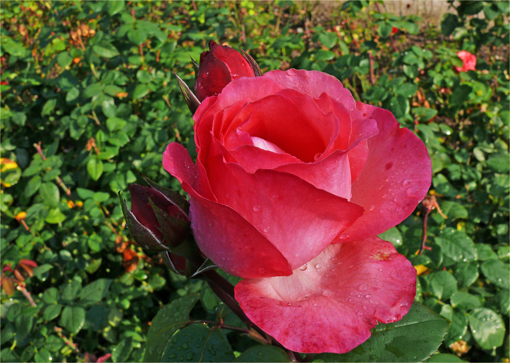 Rosa