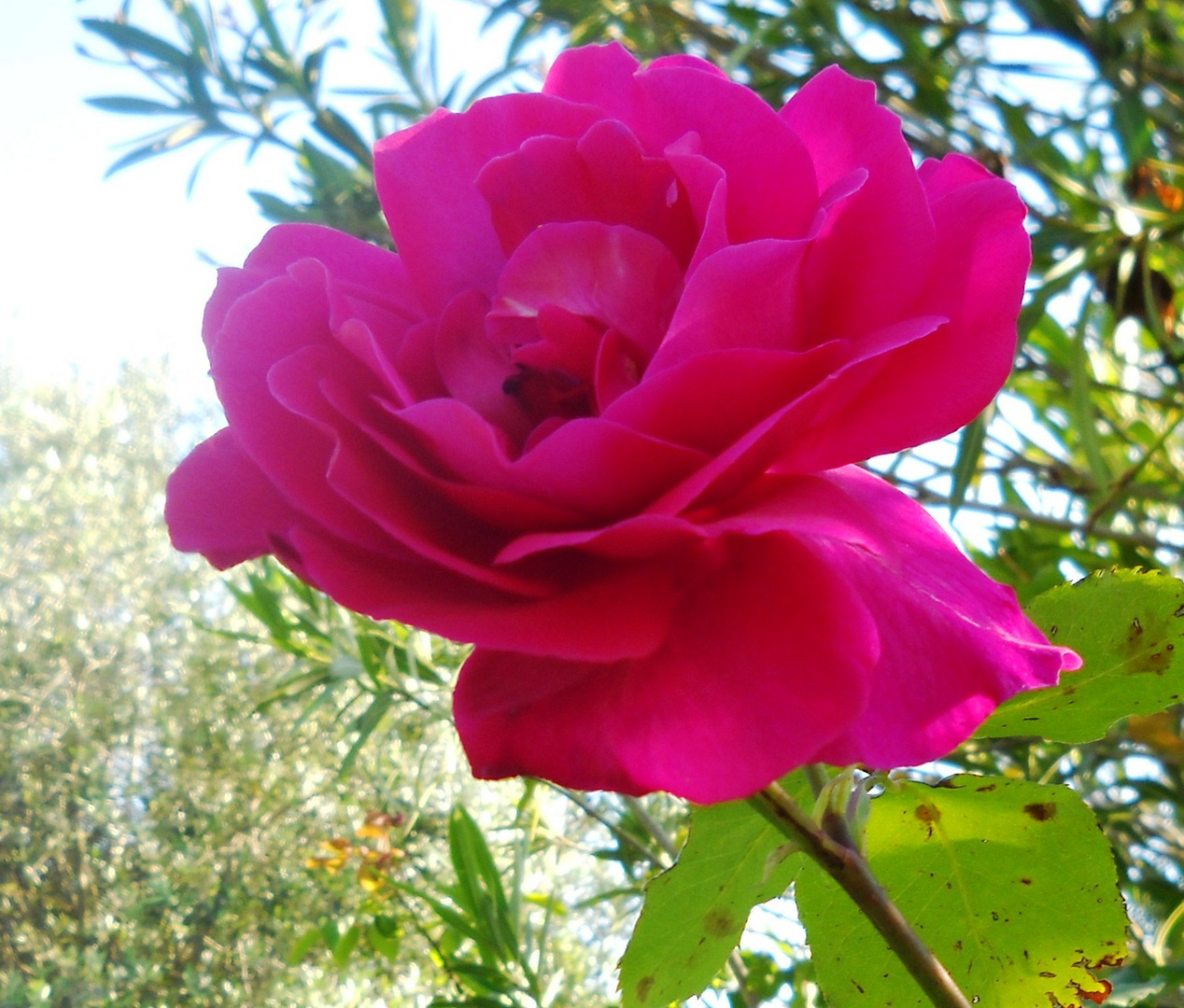 Rosa