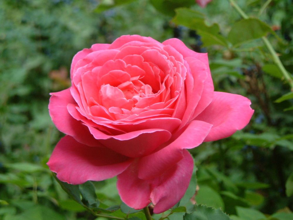 rosa