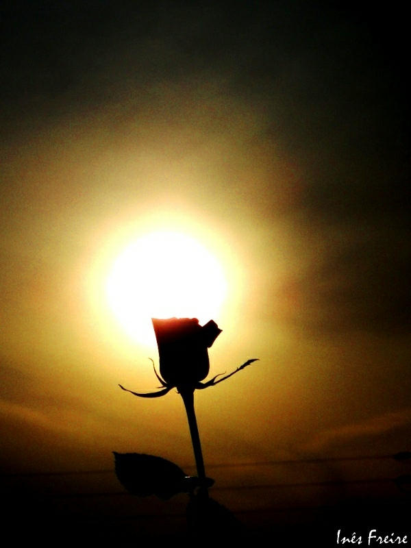 Rosa
