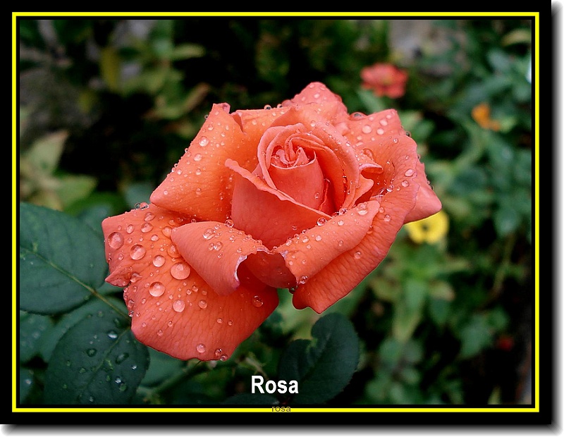 Rosa