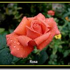 Rosa