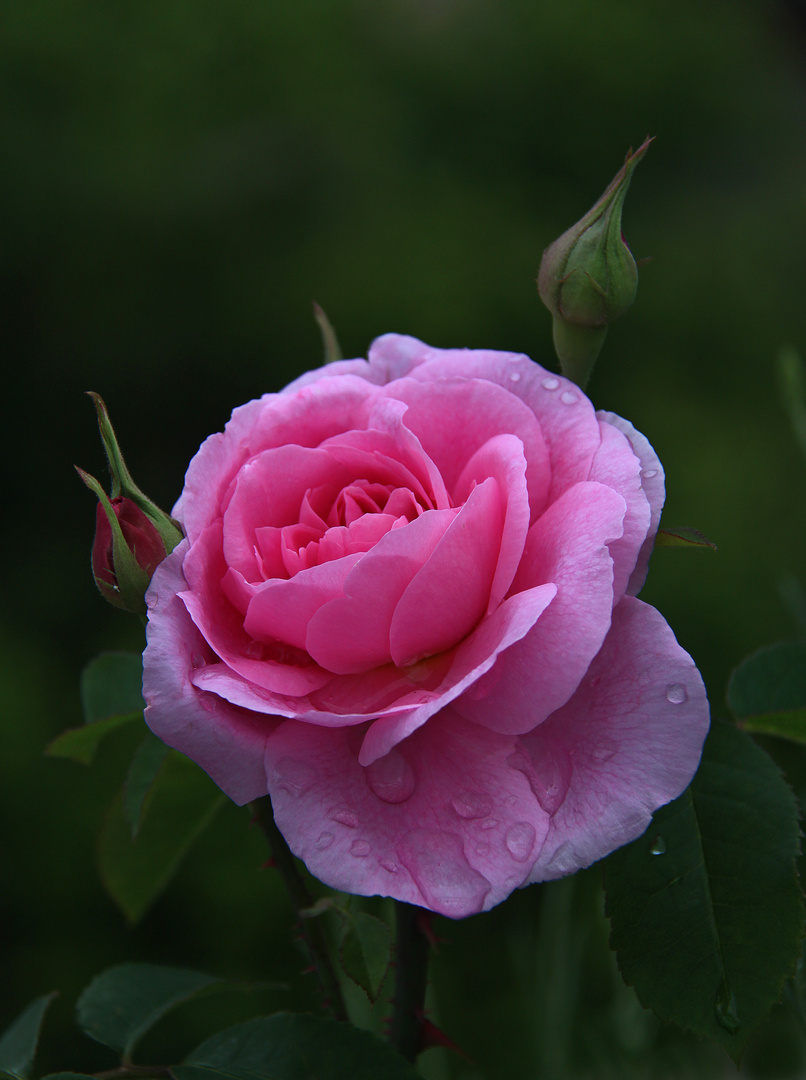 Rosa