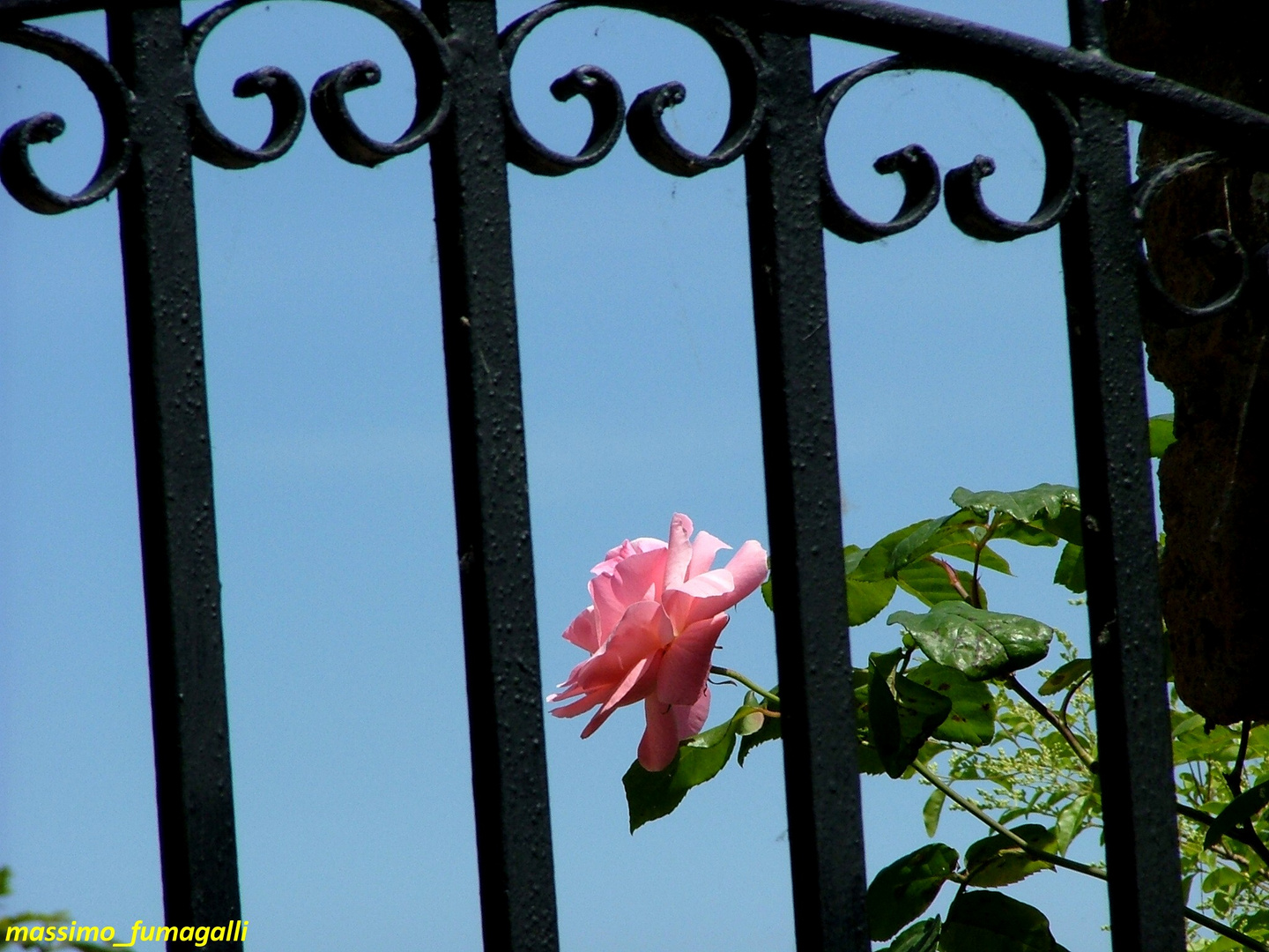 Rosa a Civita di Bagnoregio