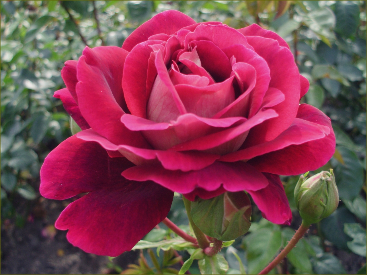 Rosa