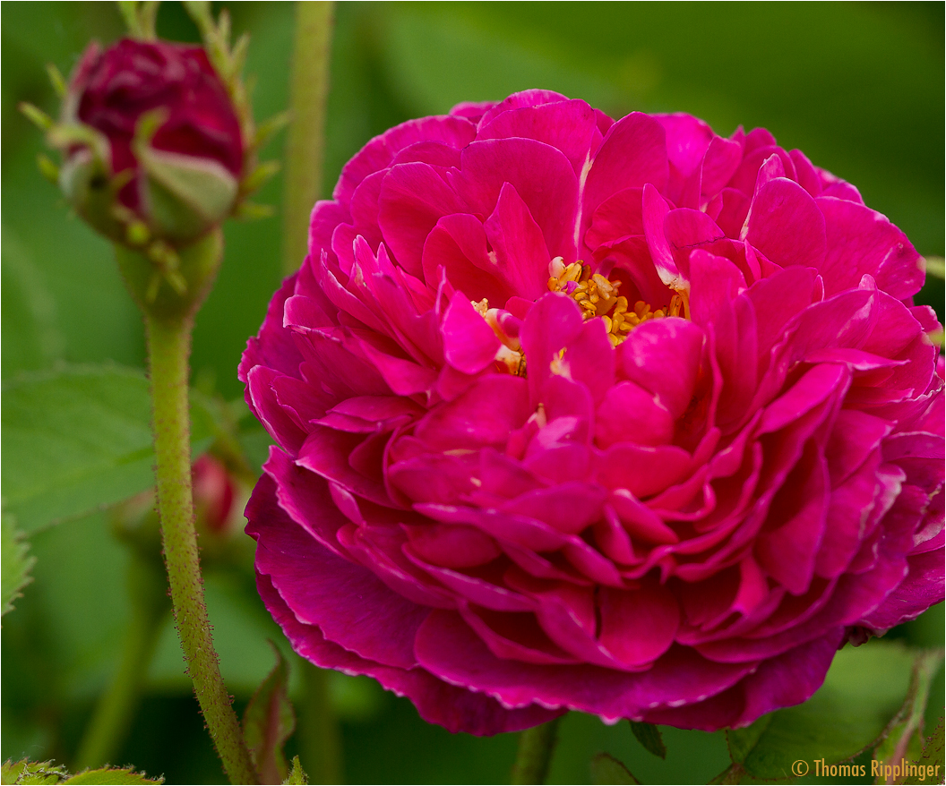 Rosa Aimable Rouge (Gallica Rose von 1819).