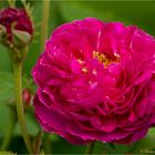 Rosa Aimable Rouge (Gallica Rose von 1819).