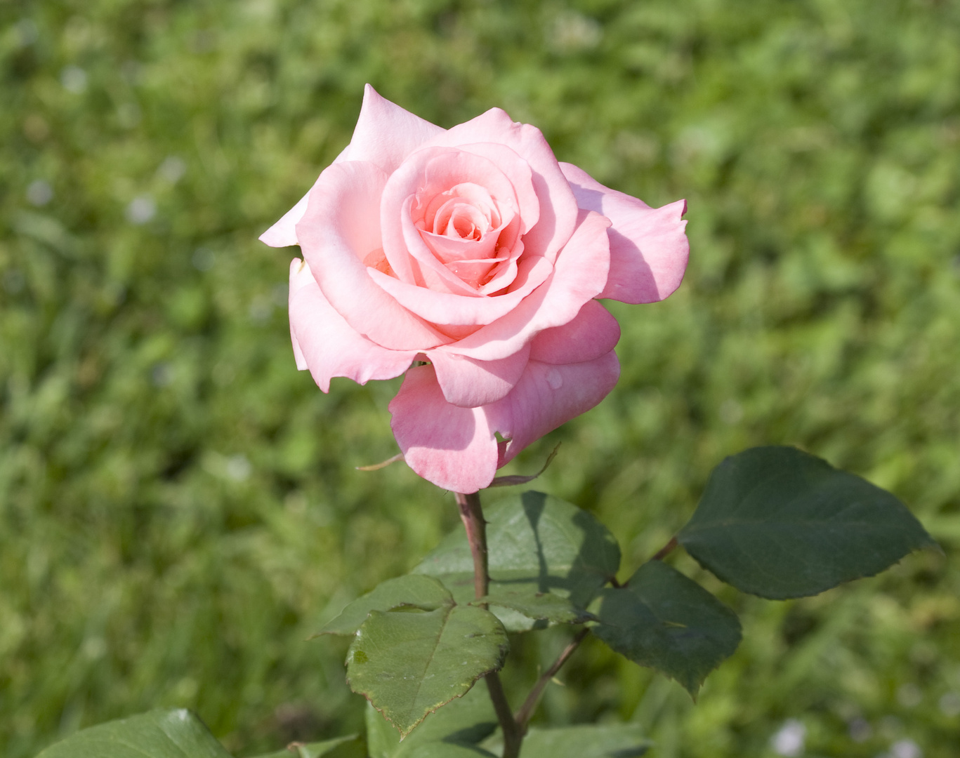 Rosa al roseto comunale di Roma