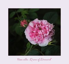 Rosa Alba....