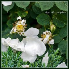 Rosa alba semiplena