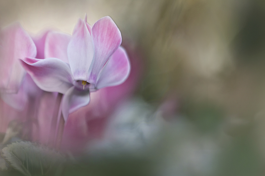 rosa Alpenveilchenpoesie