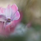 rosa Alpenveilchenpoesie