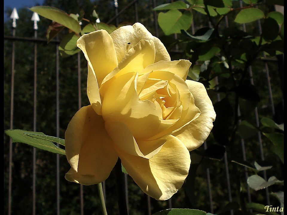 Rosa amarelo