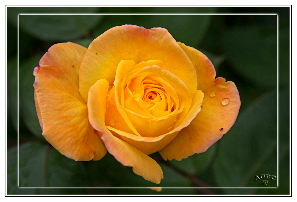 Rosa amarilla del jardin de mi Padre