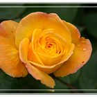 Rosa amarilla del jardin de mi Padre