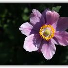 Rosa Anemone