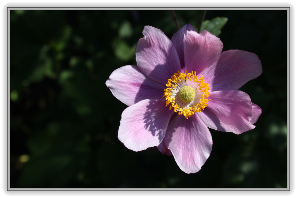 Rosa Anemone