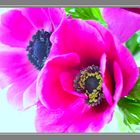 Rosa Anemone 