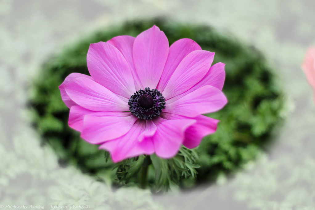 rosa Anemone