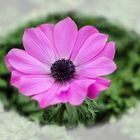 rosa Anemone