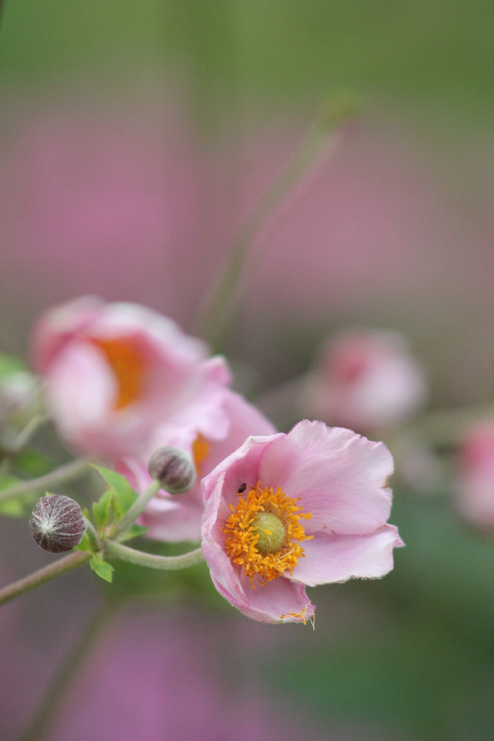 rosa Anemone