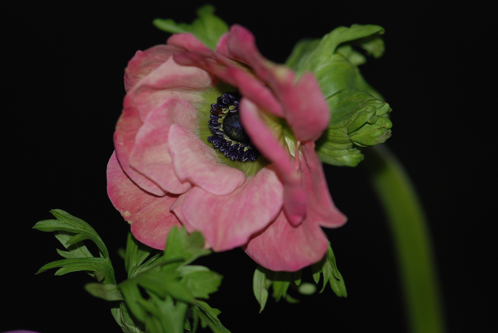 Rosa Anemone gewährt Einblick