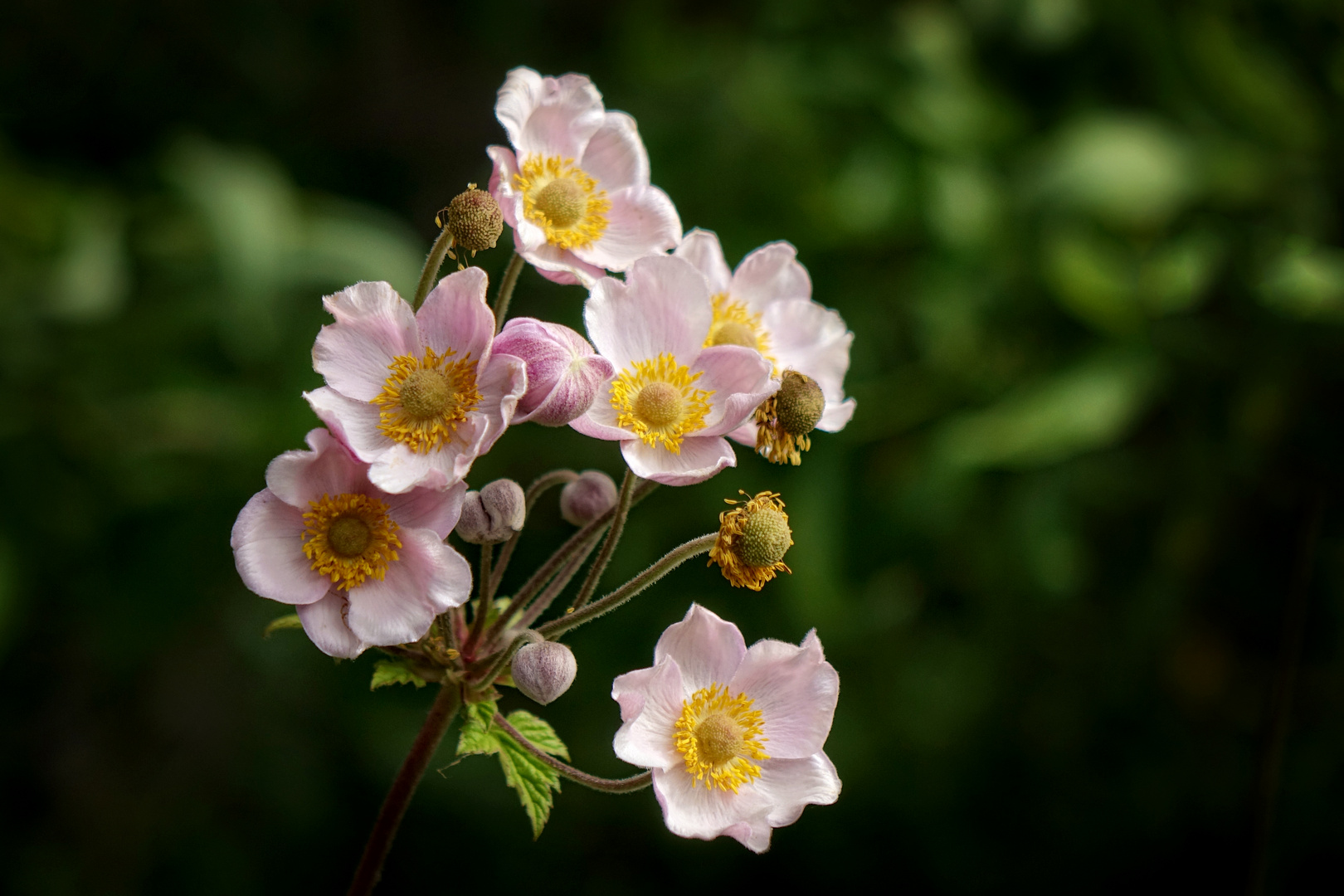 rosa Anemonen ...