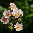 rosa Anemonen ...