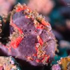 Rosa Anglerfisch - pink frogfish