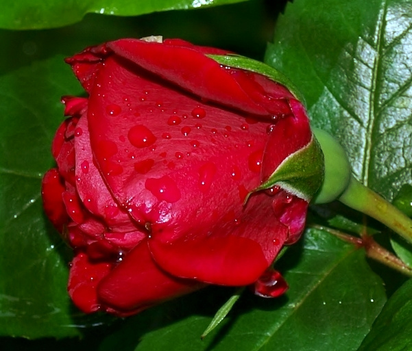 rosa antica