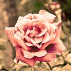 rosa antica
