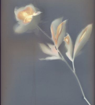 Rosa (Antiche tecniche di stampa)