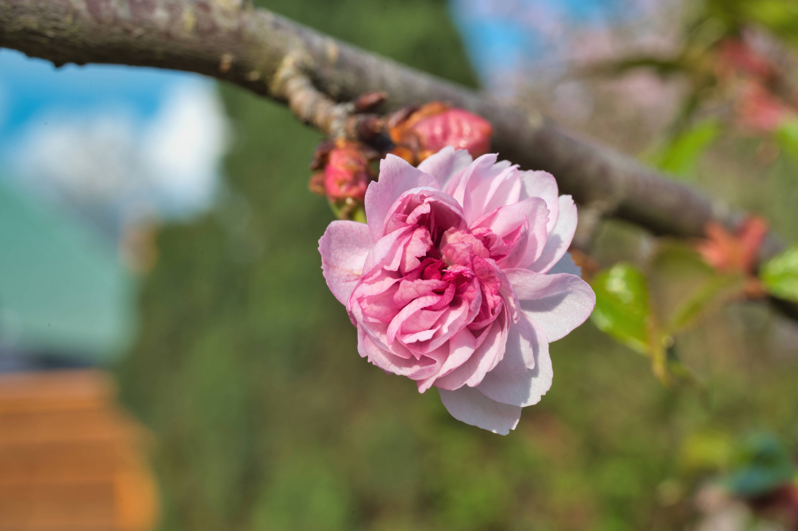 Rosa Apfelblüte