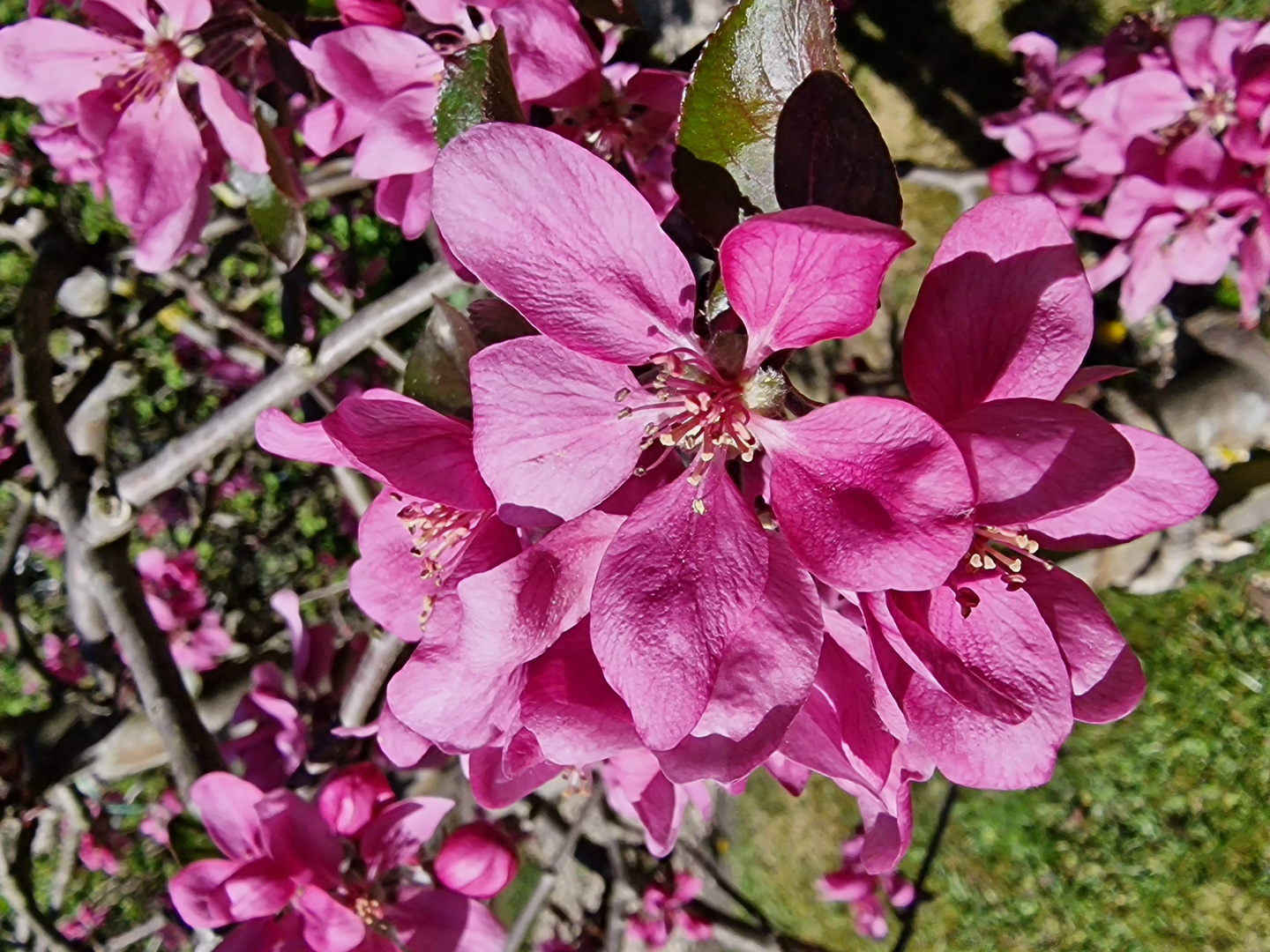 Rosa Apfelblüten